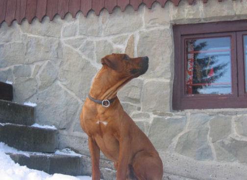 junior (11).jpg